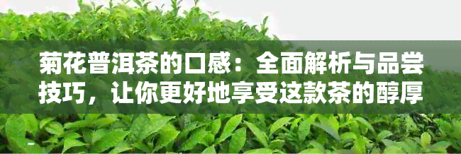 菊花普洱茶的口感：全面解析与品尝技巧，让你更好地享受这款茶的醇厚与清香