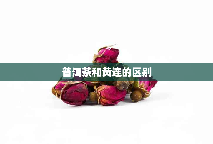 普洱茶和黄连的区别