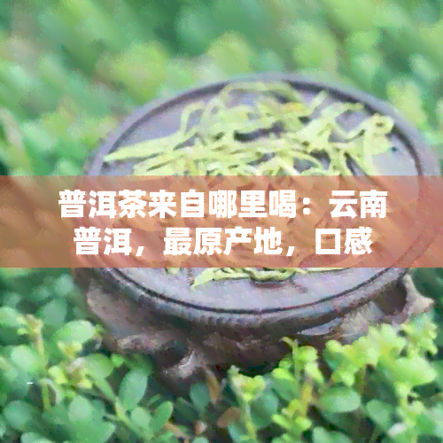 普洱茶来自哪里喝：云南普洱，最原产地，口感