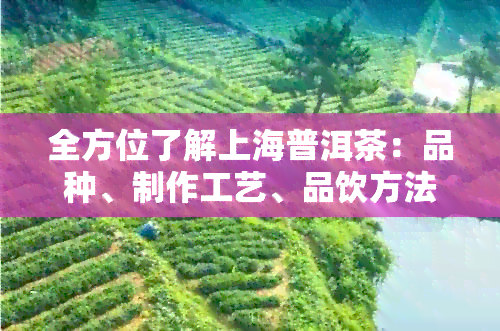 全方位了解上海普洱茶：品种、制作工艺、品饮方法及购买指南