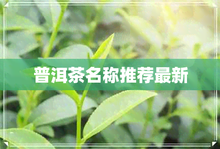 普洱茶名称推荐最新