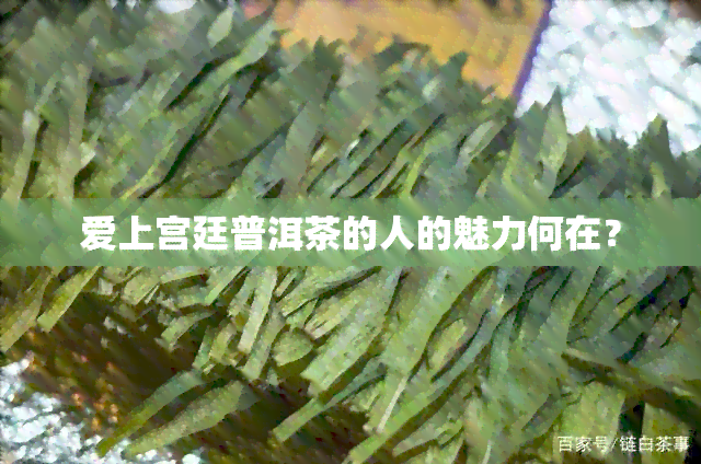 爱上宫廷普洱茶的人的魅力何在？