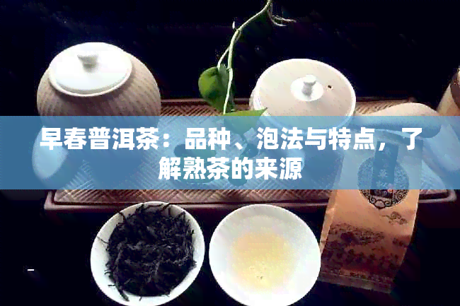 早春普洱茶：品种、泡法与特点，了解熟茶的来源