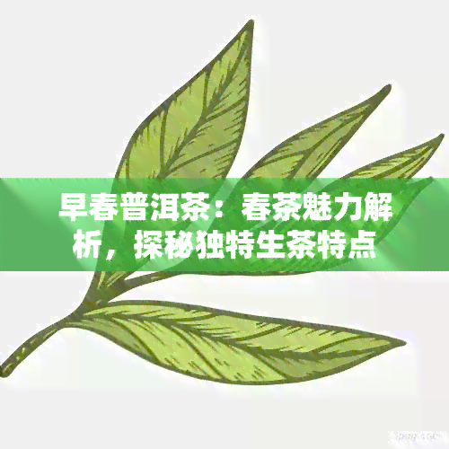 早春普洱茶：春茶魅力解析，探秘独特生茶特点