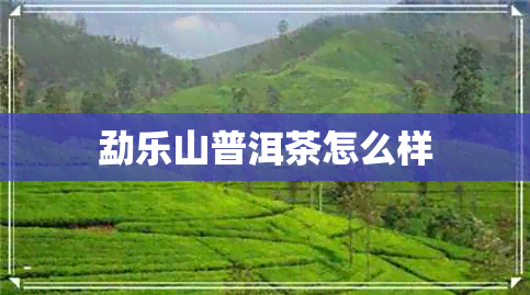 勐乐山普洱茶怎么样