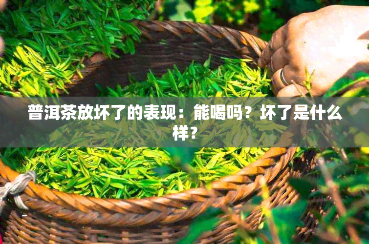 普洱茶放坏了的表现：能喝吗？坏了是什么样？