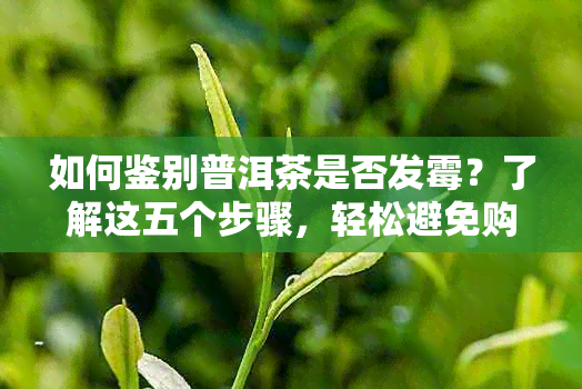 如何鉴别普洱茶是否发霉？了解这五个步骤，轻松避免购买劣质茶叶