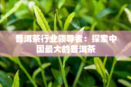 普洱茶行业领导者：探索中国更大的普洱茶