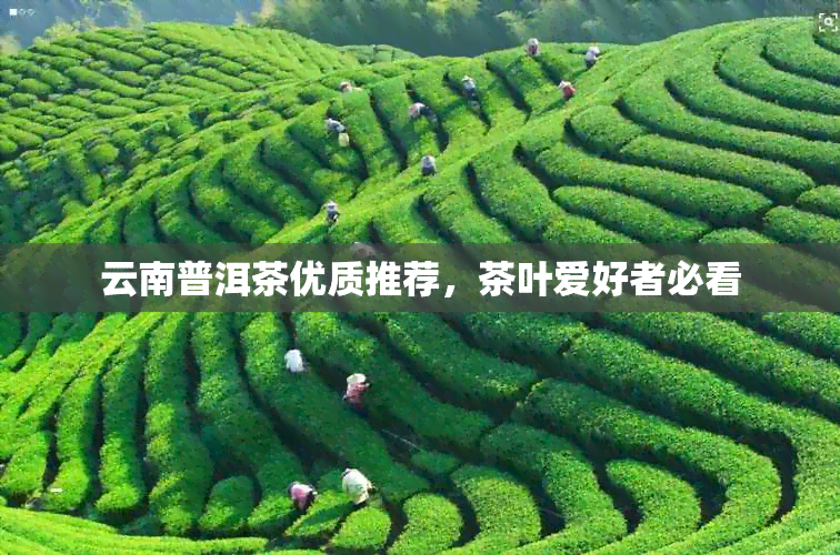 云南普洱茶优质推荐，茶叶爱好者必看