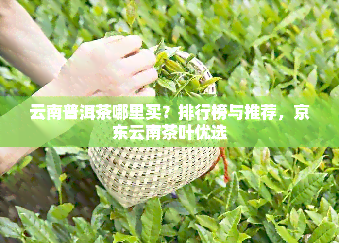 云南普洱茶哪里买？排行榜与推荐，京东云南茶叶优选