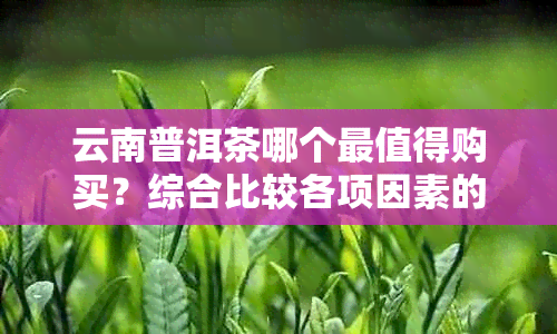 云南普洱茶哪个最值得购买？综合比较各项因素的性价比更高推荐