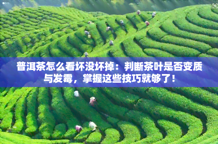 普洱茶怎么看坏没坏掉：判断茶叶是否变质与发霉，掌握这些技巧就够了！