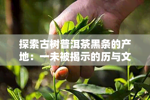 探索古树普洱茶黑条的产地：一未被揭示的历与文化