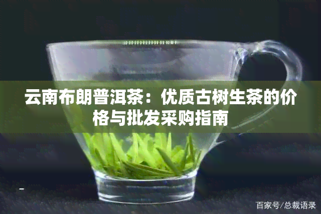 云南布朗普洱茶：优质古树生茶的价格与批发采购指南