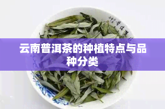 云南普洱茶的种植特点与品种分类