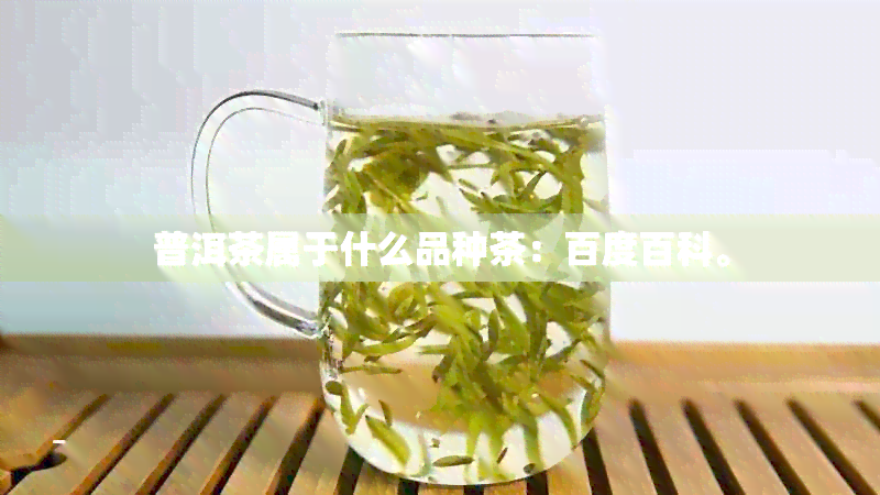 普洱茶属于什么品种茶：百度百科。