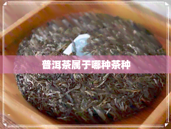 普洱茶属于哪种茶种