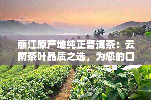 丽江原产地纯正普洱茶：云南茶叶品质之选，为您的口感带来无与伦比的体验