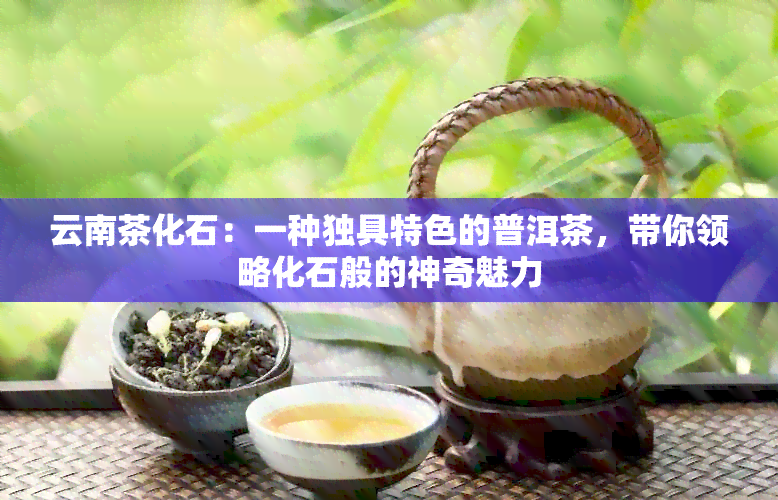 云南茶化石：一种独具特色的普洱茶，带你领略化石般的神奇魅力