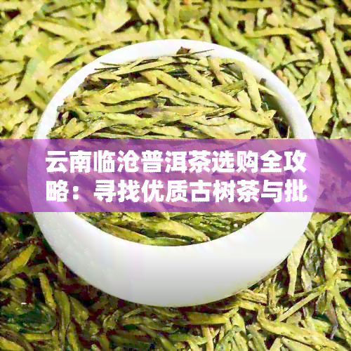 云南临沧普洱茶选购全攻略：寻找优质古树茶与批发商