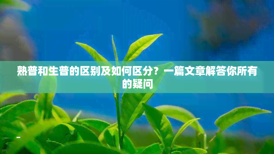 熟普和生普的区别及如何区分？一篇文章解答你所有的疑问