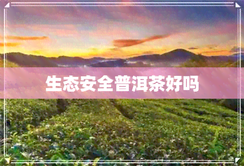 生态安全普洱茶好吗