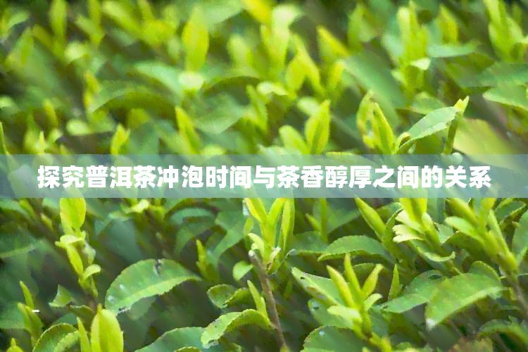 探究普洱茶冲泡时间与茶香醇厚之间的关系