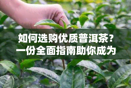 如何选购优质普洱茶？一份全面指南助你成为普洱茶专家