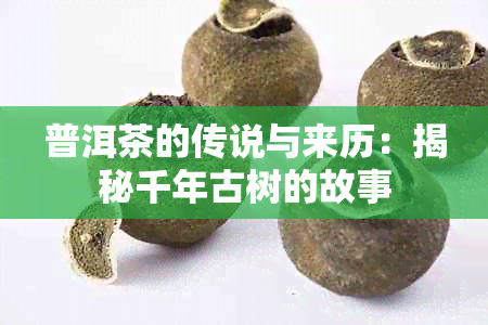 普洱茶的传说与来历：揭秘千年古树的故事