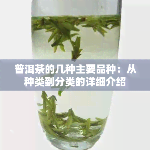 普洱茶的几种主要品种：从种类到分类的详细介绍