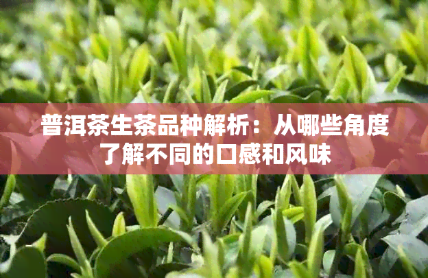 普洱茶生茶品种解析：从哪些角度了解不同的口感和风味