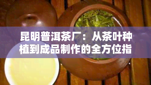 昆明普洱茶厂：从茶叶种植到成品制作的全方位指南与解析