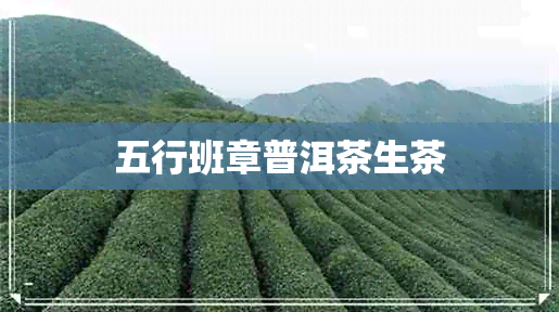 五行班章普洱茶生茶