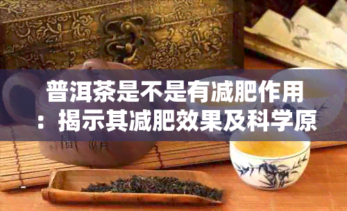 普洱茶是不是有减肥作用：揭示其减肥效果及科学原理