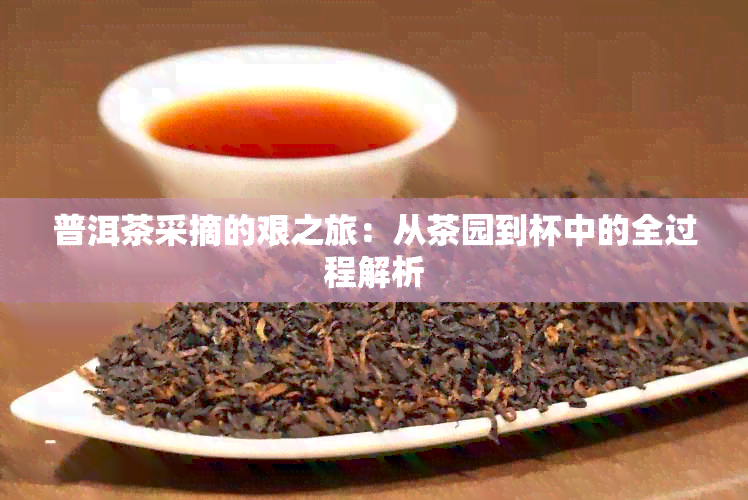 普洱茶采摘的艰之旅：从茶园到杯中的全过程解析