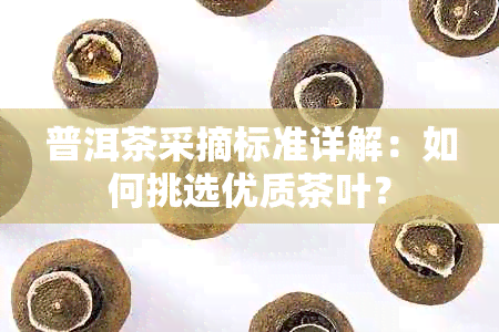 普洱茶采摘标准详解：如何挑选优质茶叶？