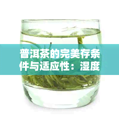 普洱茶的完美存条件与适应性：湿度、环境、存放策略详解