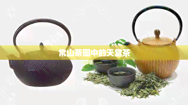 常山茶园中的天堂茶