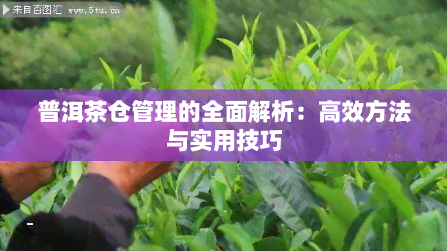 普洱茶仓管理的全面解析：高效方法与实用技巧