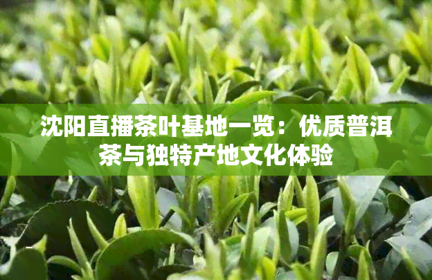 沈阳直播茶叶基地一览：优质普洱茶与独特产地文化体验