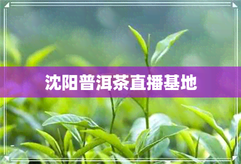 沈阳普洱茶直播基地