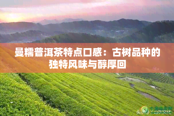 曼糯普洱茶特点口感：古树品种的独特风味与醇厚回