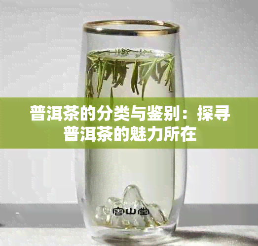 普洱茶的分类与鉴别：探寻普洱茶的魅力所在