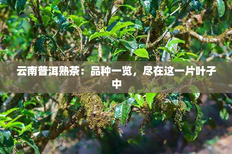 云南普洱熟茶：品种一览，尽在这一片叶子中