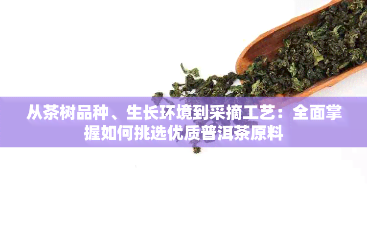 从茶树品种、生长环境到采摘工艺：全面掌握如何挑选优质普洱茶原料