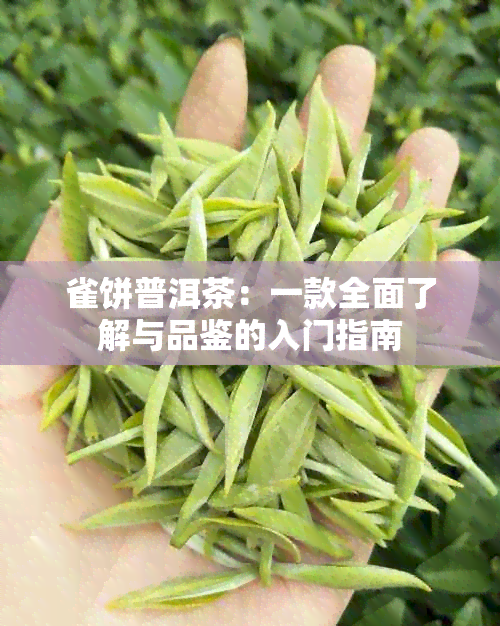 雀饼普洱茶：一款全面了解与品鉴的入门指南