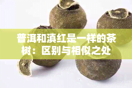 普洱和滇红是一样的茶树：区别与相似之处