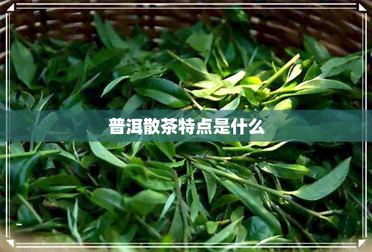 普洱散茶特点是什么