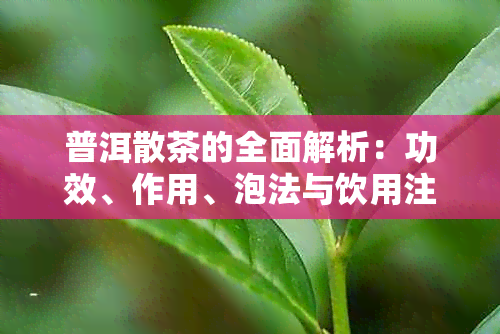 普洱散茶的全面解析：功效、作用、泡法与饮用注意事项