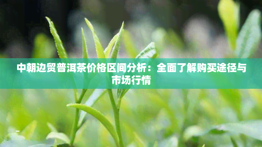 中朝边贸普洱茶价格区间分析：全面了解购买途径与市场行情